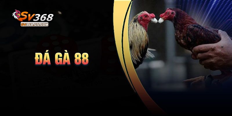 Giới thiệu về đá gà 88