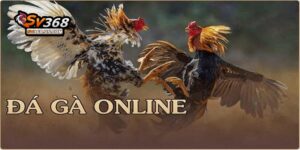 Trực tiếp đá gà C3 tại SV368