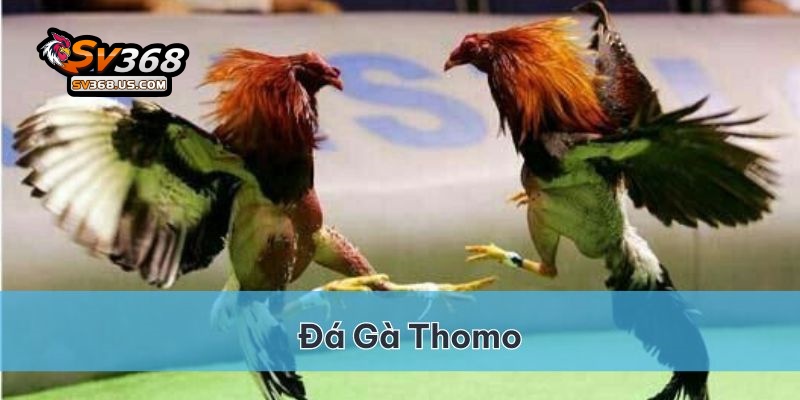 Đá Gà Thomo Khám phá sân chơi đỉnh cao tại SV368 2 Đá gà Thomo SV368