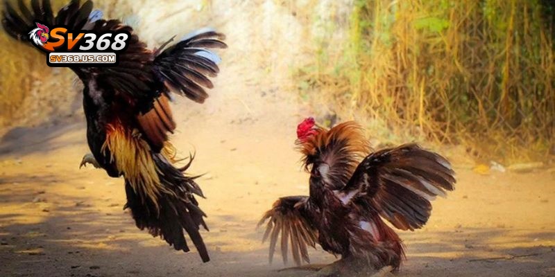 Đá Gà CamPuChia SV368 Chọi Kê An Toàn, Thưởng Siêu Khủng Đừng Bỏ Lỡ 2 Đá Gà CamPuChia SV368 đặc sắc
