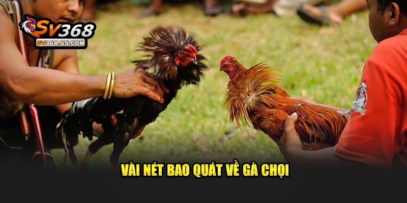 Vài nét bao quát về gà chọi