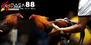 Điểm làm cho đá gà 88 trở lên đặc biệt hơn