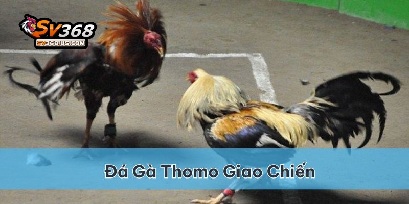 Đá Gà Thomo Khám phá sân chơi đỉnh cao tại SV368 3 Đá gà Thomo là cuộc giao chiến của các chiến kê đã quan tuyển chọn tại trường đấu