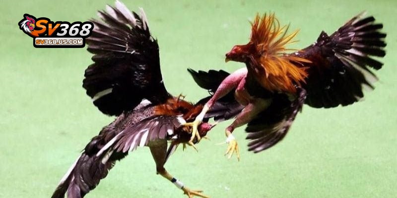 Đá Gà CamPuChia SV368 Chọi Kê An Toàn, Thưởng Siêu Khủng Đừng Bỏ Lỡ 3 Sơ lược về sảnh Đá Gà CamPuChia SV368