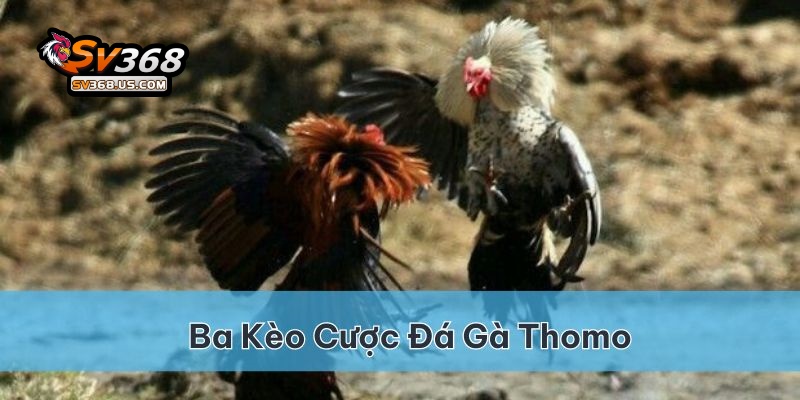 Đá Gà Thomo Khám phá sân chơi đỉnh cao tại SV368 4 Có 3 kèo cược cơ bản cho các trận đá gà Thomo
