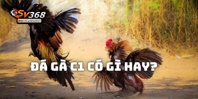 Những ưu điểm khi theo dõi những màn đối đầu trong giải đá gà C1