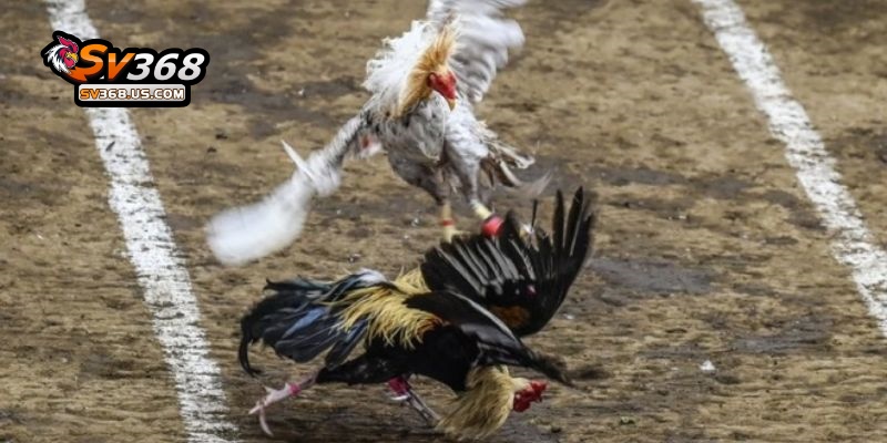 Đá Gà CamPuChia SV368 Chọi Kê An Toàn, Thưởng Siêu Khủng Đừng Bỏ Lỡ 4 Chọi kê SV368 pháp lý rõ ràng