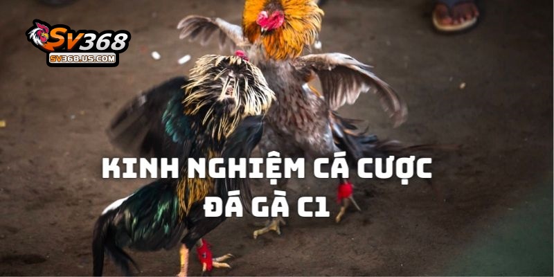 Bí kíp giúp kiếm tiền thưởng từ những trận chọi kê C1