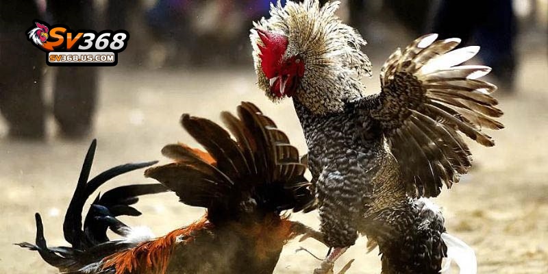 Đá Gà CamPuChia SV368 Chọi Kê An Toàn, Thưởng Siêu Khủng Đừng Bỏ Lỡ 5 Cá cược đá gà trả thưởng thần tốc