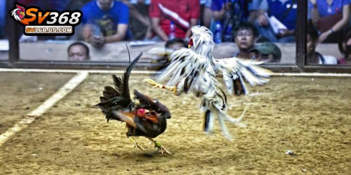 Giải đá gà C3 – Xem đá gà CPC3 trực tiếp hôm nay trên SV368 2 Giải đá gà CPC3 được tổ chức tại Thomo