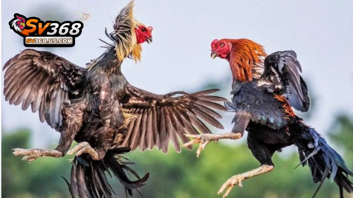 Thuật ngữ đá gà về vấn đề chấm tiền chi tiết