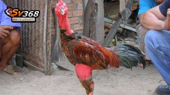 Tổng hợp các thuật ngữ trong chăm sóc gà đòn phổ biến 2 Lợi ích từ thuật ngữ trong chăm sóc gà đòn