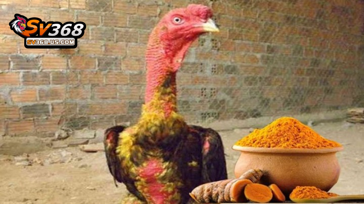 Vào nghệ cho gà đòn – Hướng dẫn quy trình đơn giản nhất 2 Vào nghệ cho gà đòn mạng đến nhiều lợi ích tuyệt vời