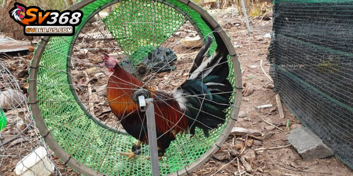 Luyện cơ chân cho gà chọi – Top 5 bài tập hiệu quả nhất 2 Chạy lồng là cách luyện cơ chân chắc khoẻ cho gà chọi