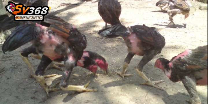 Quy trình huấn luyện gà đá từ nhỏ đến khi bước lên sới 2 Gà còn nhỏ nên thả rông để chúng phát triển toàn diện