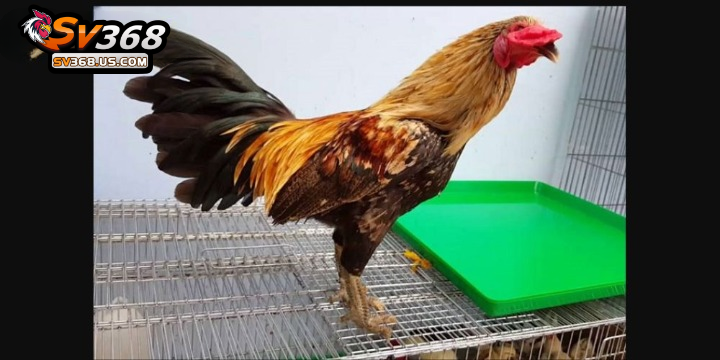 Giống gà chọi vảy rồng – Nguồn gốc, đặc điểm, chọn gà đá chuẩn 2 Gà chọi vảy rồng sở hữu lớp vảy đẹp, ấn tượng