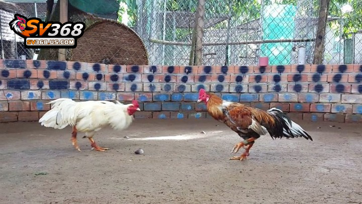 Bồ gà C3 Thomo Campuchia – Thông tin chi tiết cần biết 2 Theo dõi đá gà cựa hấp dẫn tại bồ gà CPC3