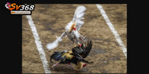 Trận đấu đá gà trực tiếp Thomo kịch tính