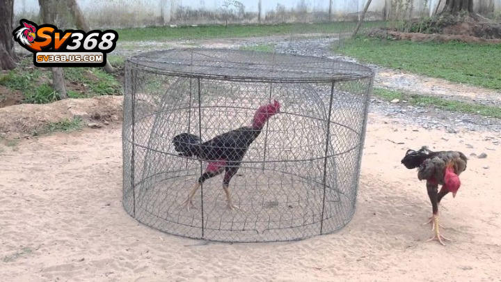 Tổng hợp các thuật ngữ trong chăm sóc gà đòn phổ biến 3 Chạy lồng là thuật ngữ được quan tâm hàng đầu