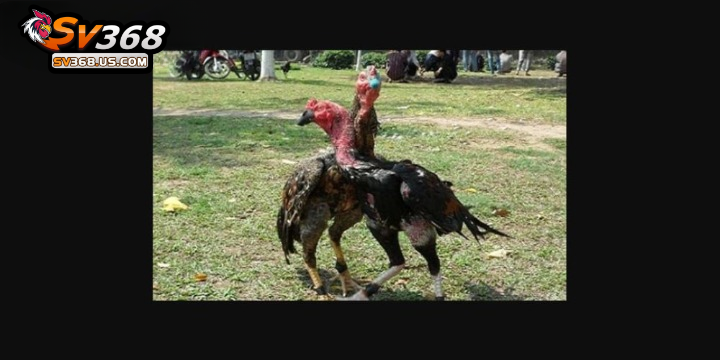 Luyện cơ chân cho gà chọi – Top 5 bài tập hiệu quả nhất 3 Sư kê vần hơi gà chọi để luyện cơ chân tốt nhất