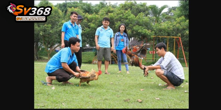 Quy trình huấn luyện gà đá từ nhỏ đến khi bước lên sới 3 Sát hạch gà chọi để tuyển chọn được chiến kê dũng mãnh