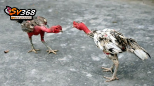 Mỗi trận đấu đá gà nòi thường dao động từ 10 – 15 phút