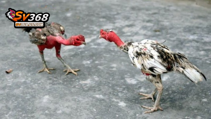 Mỗi trận đấu đá gà nòi thường dao động từ 10 – 15 phút