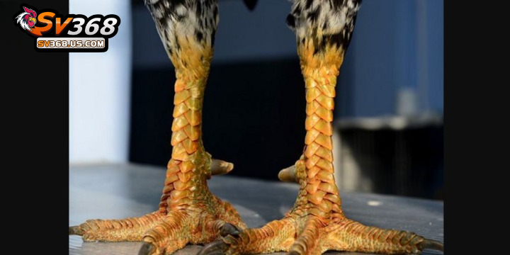 Giống gà chọi vảy rồng – Nguồn gốc, đặc điểm, chọn gà đá chuẩn 3 Phần vảy ở chân xếp gọn vào nhau