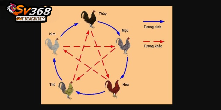 Dựa vào ngũ hành để xem màu mạng gà đá chuẩn nhất