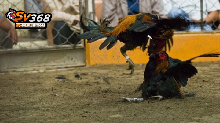 Bồ gà C3 Thomo Campuchia – Thông tin chi tiết cần biết 3 Giải đấu gà Việt thường xuyên được tổ chức tại bồ CPC3