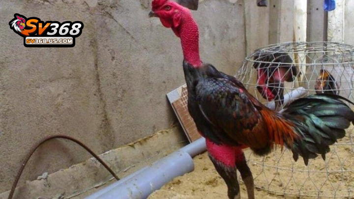 Tổng hợp các thuật ngữ trong chăm sóc gà đòn phổ biến 4 Quần mái là bài tập tăng thể lực cho gà đá