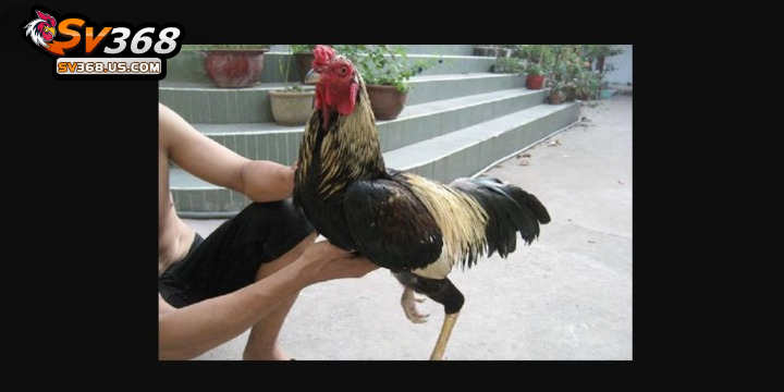 Luyện cơ chân cho gà chọi – Top 5 bài tập hiệu quả nhất 4 Hẫng chân rơi tự do giúp gà chọi có đôi chân chắc khoẻ, cứng cáp