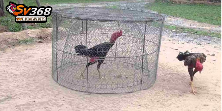 Quy trình huấn luyện gà đá từ nhỏ đến khi bước lên sới 4 Luyện tập thể lực là giai đoạn quan trọng