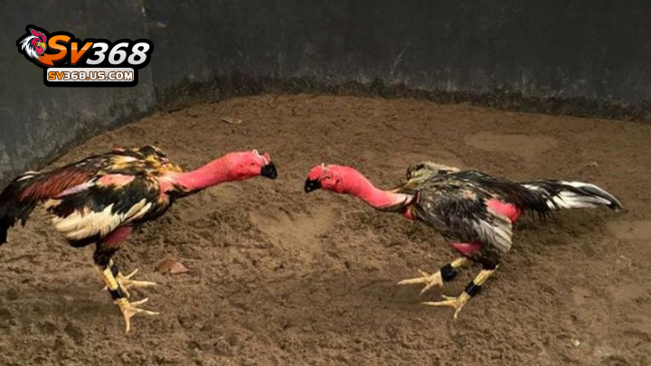 Giống gà chọi vảy rồng – Nguồn gốc, đặc điểm, chọn gà đá chuẩn 4 Giống Gà Chọi Vảy Rồng SV368