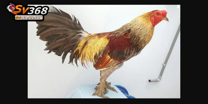 Giống gà chọi vảy rồng – Nguồn gốc, đặc điểm, chọn gà đá chuẩn 5 Gà chọi vảy rồng đá đòn rất tốt