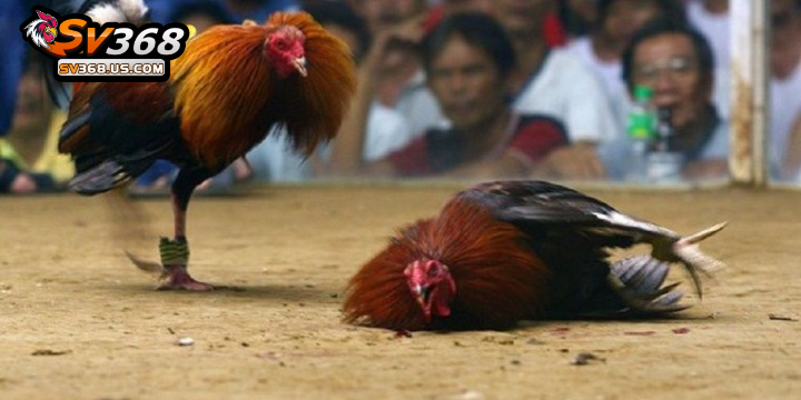 Giải đá gà C3 – Xem đá gà CPC3 trực tiếp hôm nay trên SV368 4 Người chơi lựa chọn trận đấu yêu thích để tham gia