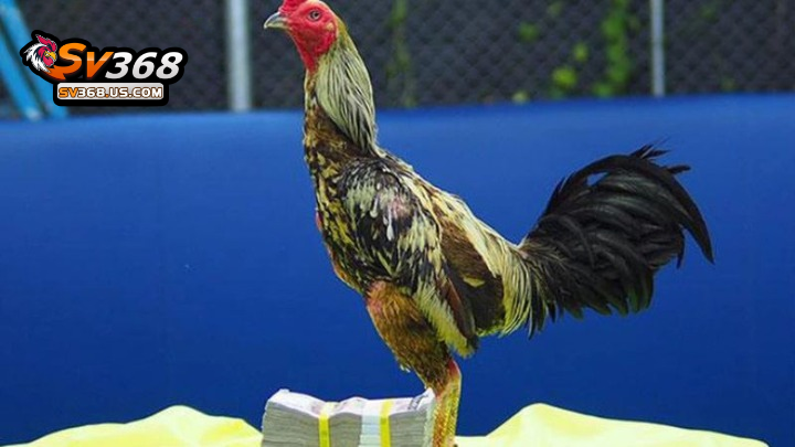 Bồ gà C3 Thomo Campuchia – Thông tin chi tiết cần biết 4 Luật chơi đá gà đang được áp dụng ở CPC3